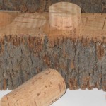 Cork Oak Tree Bark